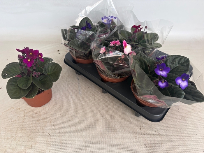 <h4>SAINTP GEM 6 KL</h4>