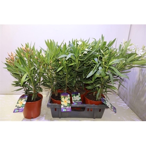 arr8 Neri Oleander White & Banana