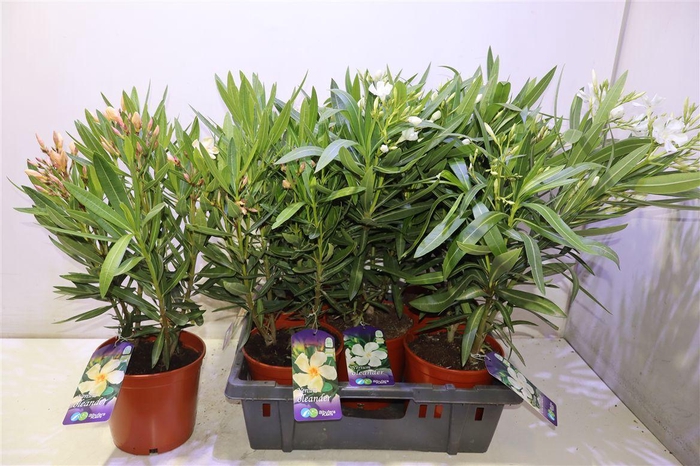 <h4>arr8 Neri Oleander White & Banana</h4>