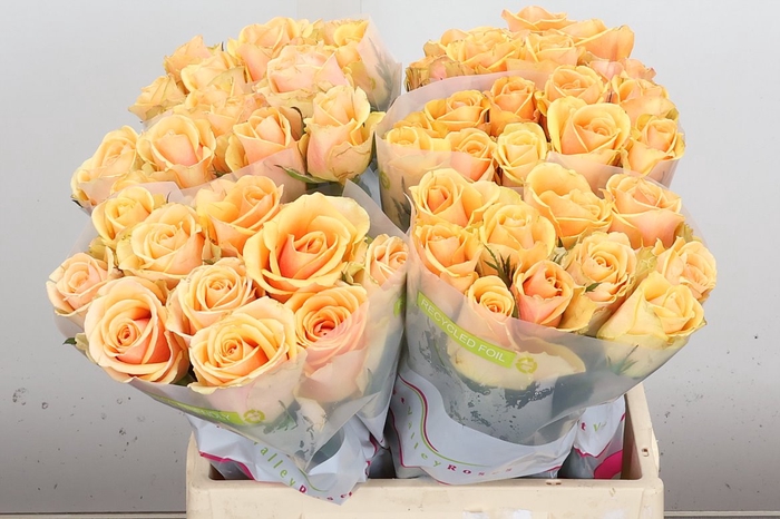 <h4>R Gr Alchemy</h4>