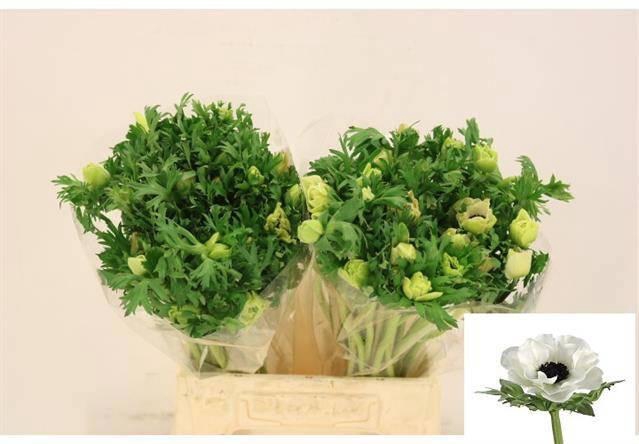 <h4>ANEM CO MIS + WHITE</h4>