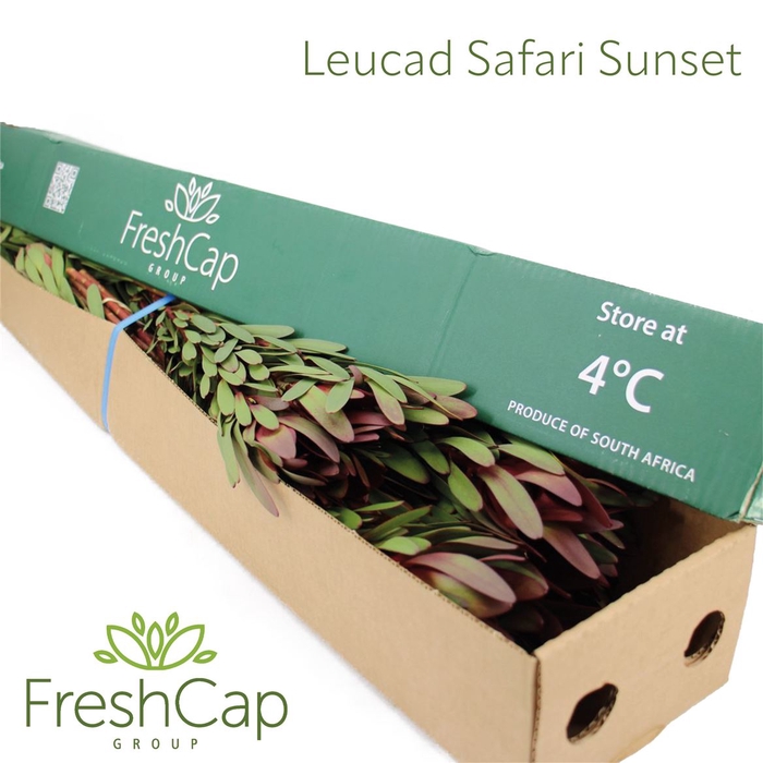 <h4>Leucad Safari Sunset Box</h4>