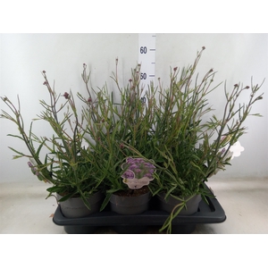 Verbena bonariensis