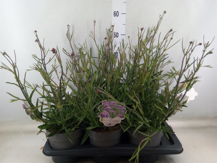 <h4>Verbena bonariensis</h4>