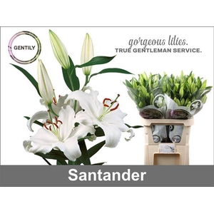 Li Or Santander   5 kop