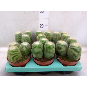 Cactus   ...