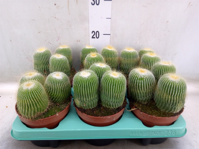 <h4>Cactus   ...</h4>