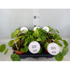 Pilea peperomoides