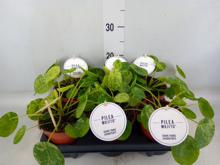 <h4>Pilea peperomoides</h4>