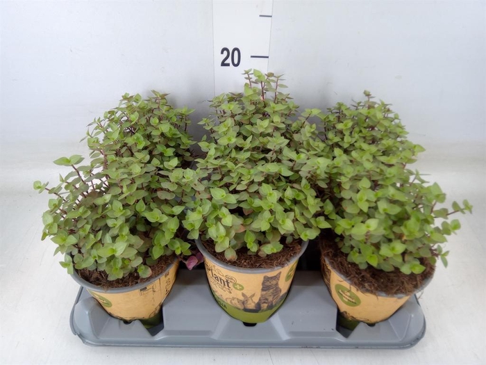 <h4>Callisia repens</h4>