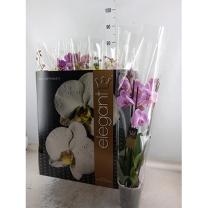 Phalaenopsis   ...mix  7