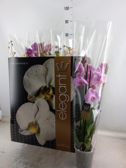 <h4>Phalaenopsis   ...mix  7</h4>
