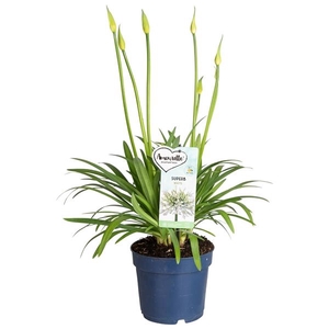 Agapanthus Amourette Superb White