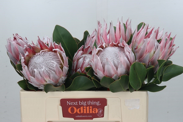 <h4>Protea Cynaroides</h4>