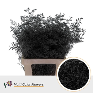 Limonium Beltlaard Zwart