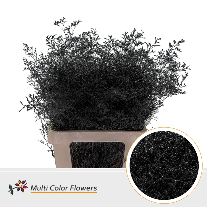 <h4>Limonium Beltlaard Zwart</h4>