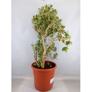 Crassula ovata 'Variegata'