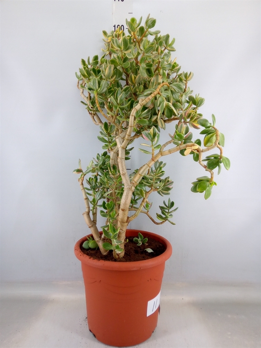 <h4>Crassula ovata 'Variegata'</h4>