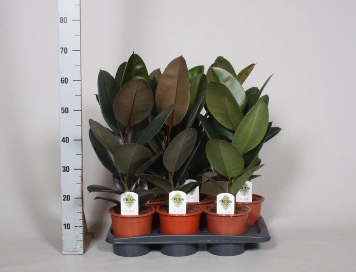 <h4>Ficus El Gemengd</h4>