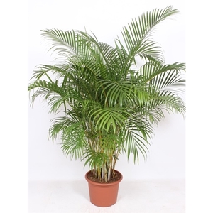 Dypsis lutescens 'Areca'