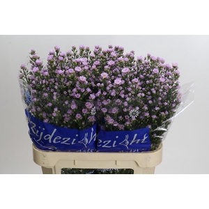 Aster Claudia