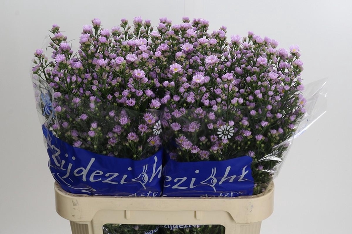 <h4>Aster Claudia</h4>