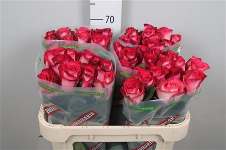 <h4>R Gr Nicoletta</h4>