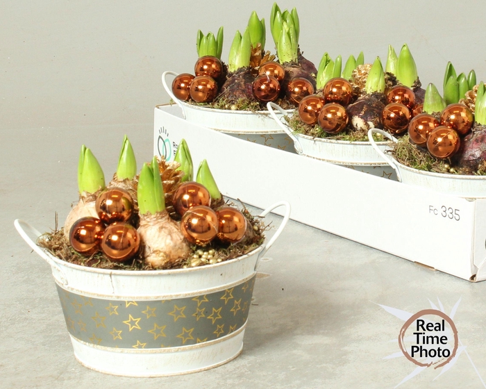 <h4>ARR HYACINTH</h4>