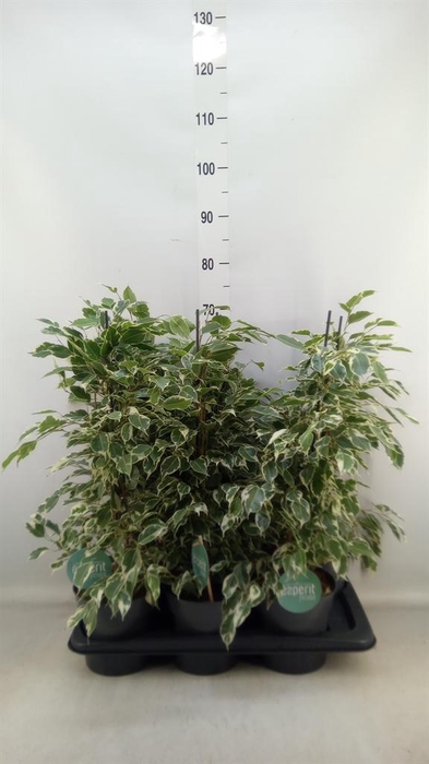 <h4>Ficus benja. 'Twilight'</h4>