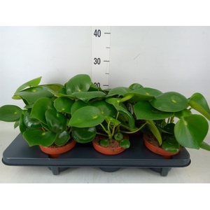 Peperomia polybotrya 'Raindrop'