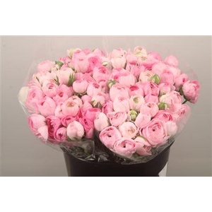 Ran. Elegance Light Pink Extra