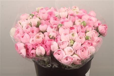 <h4>Ran. Elegance Light Pink Extra</h4>