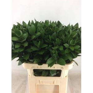 RUSCUS HYPOPHYLLUM