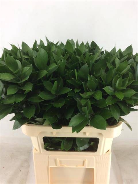 <h4>RUSCUS HYPOPHYLLUM</h4>