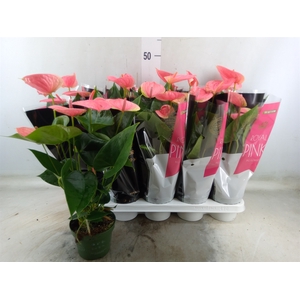 Anthurium andr. 'Sweet Dream'