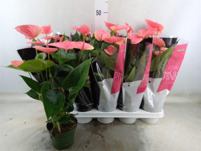 <h4>Anthurium andr. 'Sweet Dream'</h4>