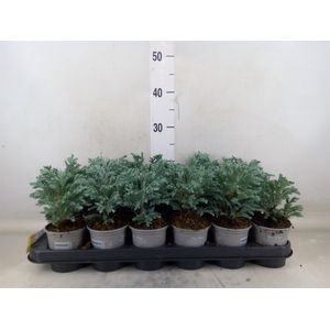 Chamaecyparis pis. 'Sky Blue'