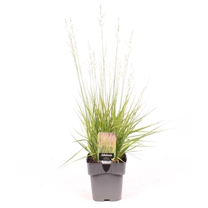 Molinia caerulea 'Heidebraut'