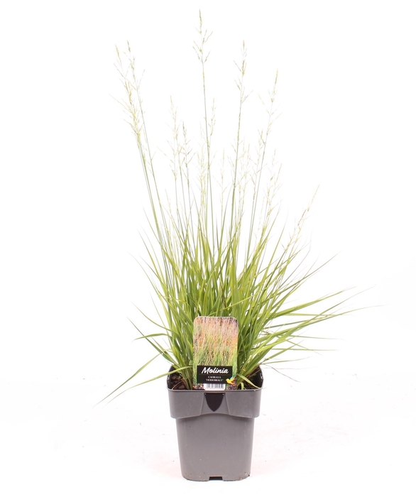 <h4>Molinia caerulea 'Heidebraut'</h4>