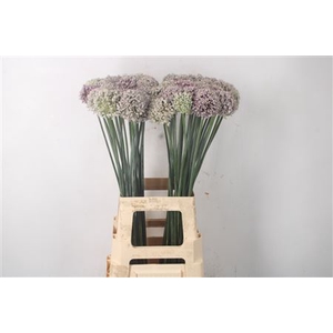 Allium Kenton