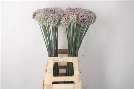 <h4>Allium Kenton</h4>