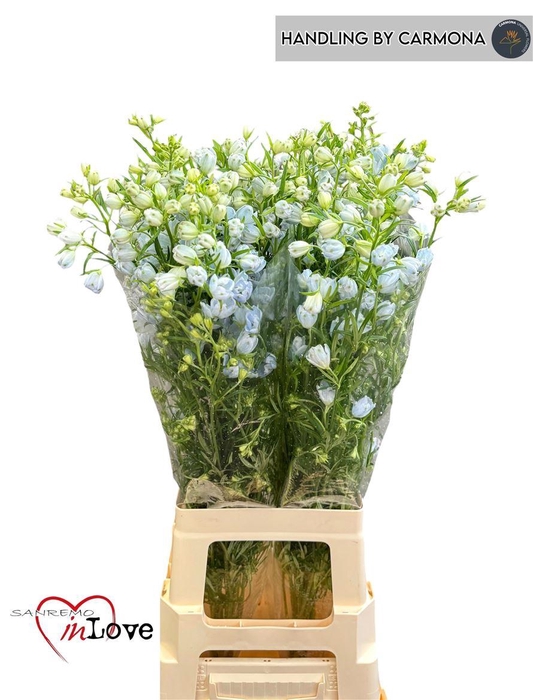 <h4>Delph En M Sky Blue</h4>