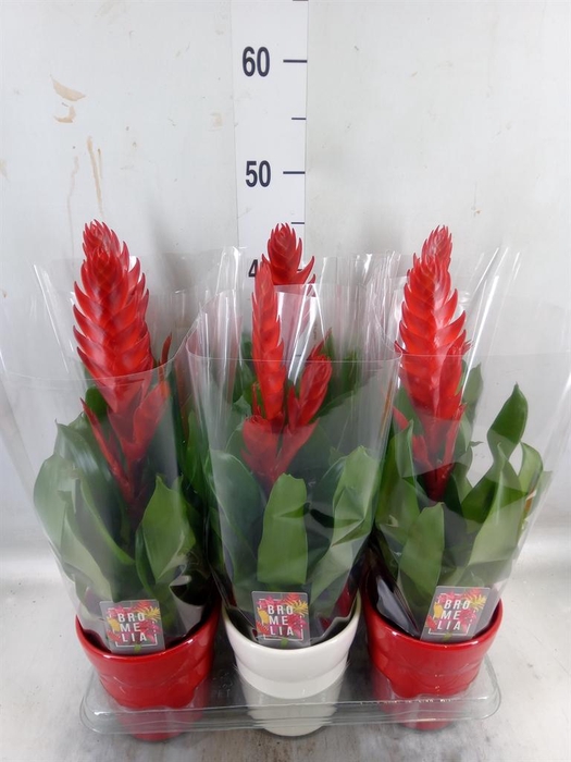 <h4>Vriesea  'Style'</h4>