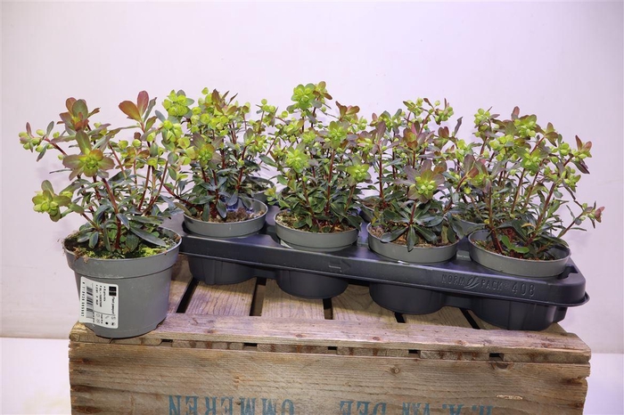 <h4>Euph Am Purpurea</h4>