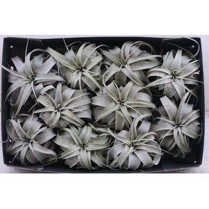 Tillandsia Xerographica X10