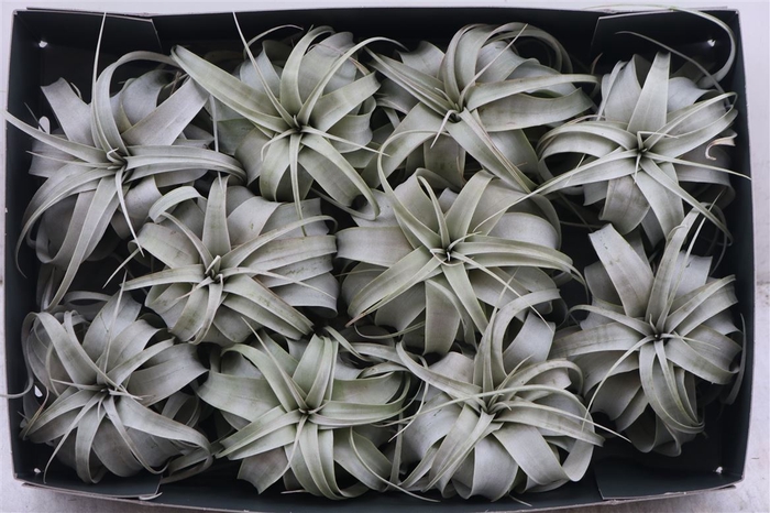 <h4>Tillandsia Xerographica X10</h4>