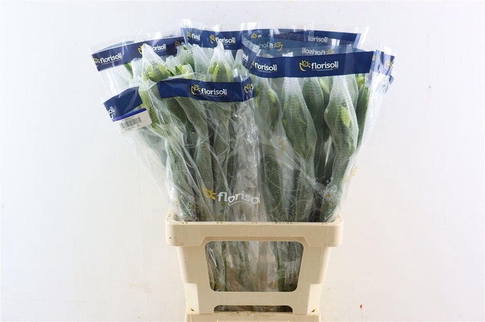 <h4>Alstr Mistral</h4>