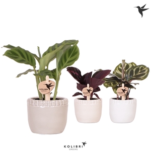 Kolibri Greens Calathea mix in Stones pot