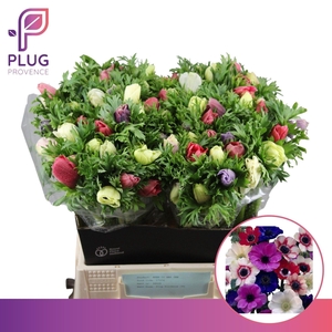 ANEMONE COR. 'MARIANNE'