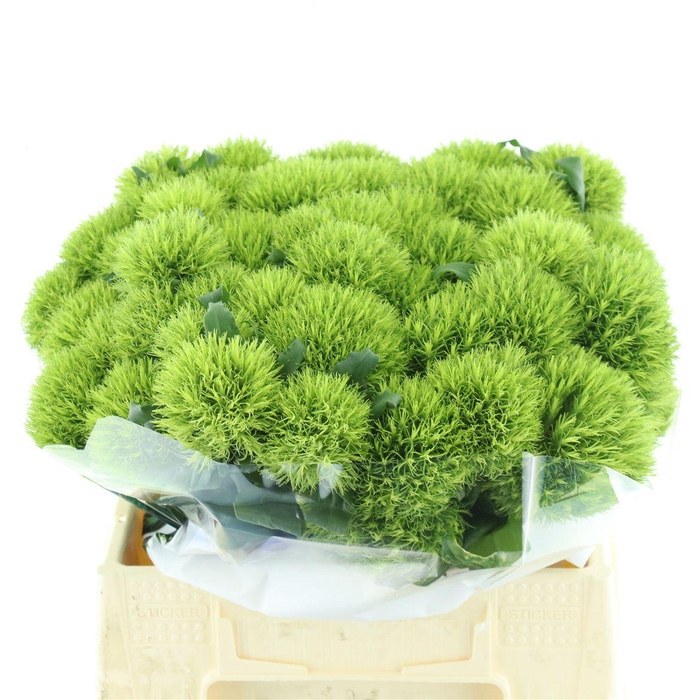 <h4>Di Barb Kiwi Mellow Extra N L</h4>